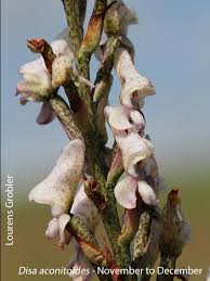 Image result for Disa aconitoides