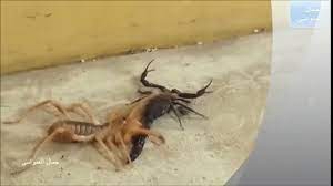 Black scorpion vs giant hornet legend vs! Camel Spider Vs Black Scorpion Real Fight Video Dailymotion
