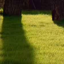 Now, with three branches across central texas, our growing team is still dedicated to helping ensure that. Emerald Lawns In Austin Groupon