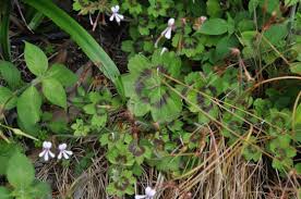 Image result for Pelargonium alchemilloides