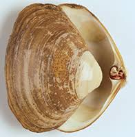 Identifying Bivalve Shellfish