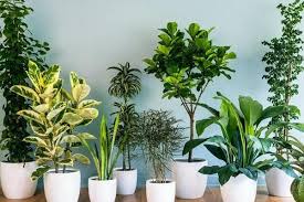 Sangat cantik di tanam di halaman rumah. 5 Jenis Tanaman Tahan Panas Saat Musim Kemarau Kamu Wajib Punya