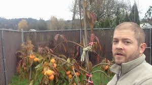 You'll be charmed by this beautiful tree. Fuyu Persimmon Tree My Favorite Fruit Tree Persimmons In Washington Youtube