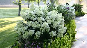 It is best to have moist soil and not wet soil. Ultimate Guide To Panicle Hydrangeas Hydrangea Paniculata Proven Winners