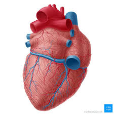 The major (or great) blood vessels of the heart are the larger arteres and veins that attach to the atria and ventricles and transport blood to and approximately two inches superior to the base of the heart, this vessel branches into the left and right pulmonary arteries, which transport blood into the lungs. Coronary Arteries And Cardiac Veins Anatomy And Branches Kenhub