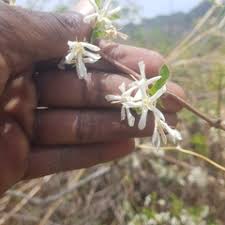 Image result for Feretia