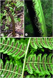 Image result for Asplenium mildbraedii