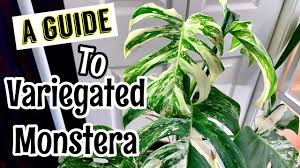 So i studied and learned and started with a monstera deliciosa. A Care Guide To Variegated Monstera Youtube