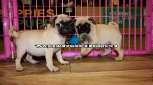 Uptown puppies offers a free puppy finder service that connects responsible, ethical breeders with responsible, ethical buyers in questions about puppies for sale in georgia? Puppies For Sale Local Breeders Fawn Pug Puppies For Sale Georgia At Lawrenceville Puppies For Sale Local Breeders