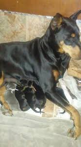 Browse thru our id verified puppy for sale listings to find your perfect puppy in your area. European Doberman Puppies For Sale In Sussex New Jersey Classified Americanlisted Com