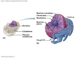 Check spelling or type a new query. Cells And Tissues Part 1 Cells Chapter 3