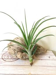 Image result for Megastachya