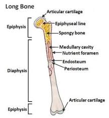 A cross section of a human long bone. The Parts Of A Healthy Long Bone With A Cross Section Showing The Inside Of The Bone Basic Anatomy And Physiology Anatomy And Physiology Anatomy