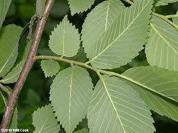 Stannum) and atomic number 50. Slippery Elm Ulmus Rubra