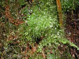 Image result for Polyphlebium