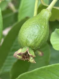 Image result for Psidium guajava