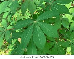 Image result for Manihot esculenta