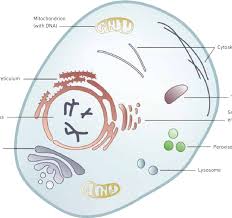 Maybe you would like to learn more about one of these? A Typical Eukaryotic Cell And Its Complex Subcellular Organisation L Eme Download Scientific Diagram