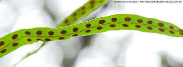 Image result for Lepisorus excavatus