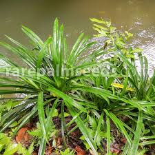 Image result for Pandanus sp. A