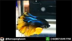 Ikan cupang merupakan spesies ikan tropis, jadi sangat mudah ditemui di daerah asia tenggara jenis ini merupakan ikan asli dari indonesia yang dikembangbiakkan oleh para peternak ikan di. Jual Ikan Cupang Wilayah Cirebon Ikan Ikan Cupang