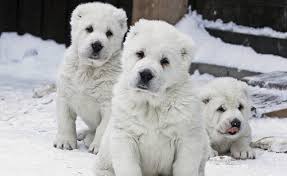 Post your classified ad for free in various categories like mobiles, tablets, cars, bikes, laptops, electronics, birds, houses, furniture, clothes, dresses for sale in pakistan. Central Asian Shepherd Dog Alabai Info Puppies Pictures