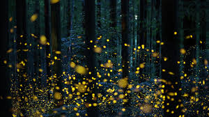 Fireflies Have A Mating Problem The Lights Are Always On The New York Times