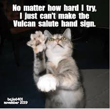 I Need Human Fingers For This Https Cheezburger Com 9392616960 Funny Cats Funny Cat Memes Funny Animal Pictures