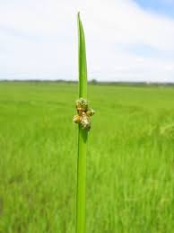 Image result for Schoenoplectiella mucronata