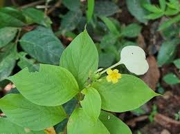 Image result for Pseudomussaenda