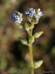 Image result for Limeum myosotis