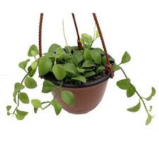 Hirt S Gardens Triaddischion5 Rare Orianthi Succulent Plant Dischidia Oiantha 5 Hb Collector S Series