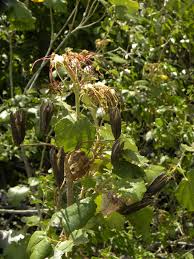 Image result for Helicteres