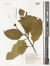 Image result for Carvalhoa macrophylla