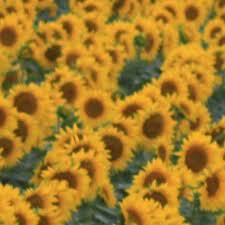 Rex Orange County Sunflower Daaliah Refix By Daaliah Rex Orange County Rex Orange Rex Orange County Sunflower