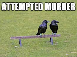 attempted murder - Crow humor - quickmeme