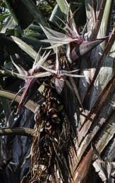 Image result for Strelitzia caudata