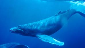 Video strong animal kaiser semakin seru, sekarang saya bermain dengan menggunakan blue whale. Humpback Whale Wikipedia