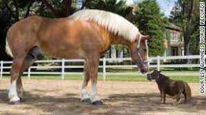 Assuming that the average tb stallion weighs 545kg and average tb mare weighs 500kg, thoroughbred foals reach 44% of their body weight at 6 months, 63% at 12 months and 79% at 18 months. Meet Big Jake And Thumbelina The Tallest And Smallest Horse In The World Cnn