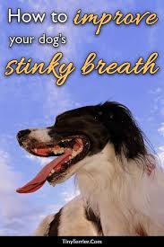 How To Improve Your Dog S Stinky Breath Bad Breath In Dogs Can Be A Sign Of Tooth Decay As Well As Other Veterinary Issues In 2020 Dog Breath Bad Dog Breath