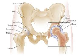 Joints are locations in the body where bones meet. Anatomy Of The Hip Mu Health Care