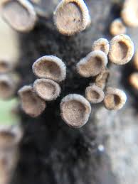 Image result for Porodisculus pendulus