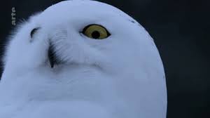 Big or small, owl are the most talonted at making us smile. Snowy Owl Gifs Get The Best Gif On Giphy