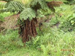 Image result for Cyathea dregei