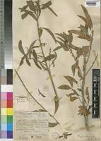 Image result for Clutia robusta