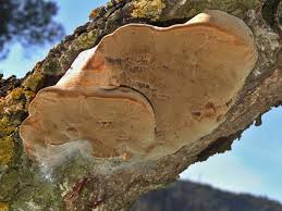 Image result for Phellinus pomaceus