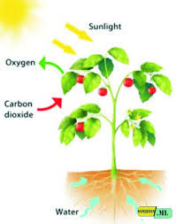 Domain Biologi 6 Factors Affecting Photosynthesis And Its Explanations
