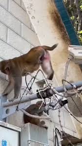 Gajab ka mistri #viralvideos #uttarakhand #instareels ...