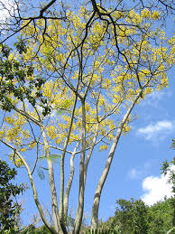 Image result for Schizolobium parahyba