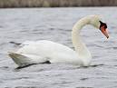 Mute Swan Identification, All About Birds, Cornell Lab of Ornithology